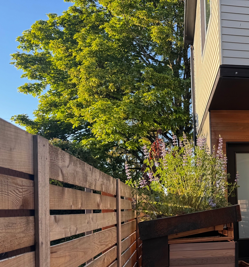 Lupine growing on the bike box roof